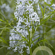 Amsonia hubrichtii P9