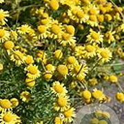 Anthemis hyb. 'Kelwayi' P9