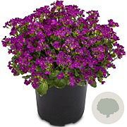 Arabis caucasica 'Aubris Deep Rose' P9