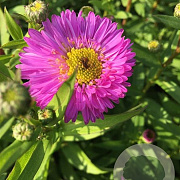 Aster n.-b. 'Sarah Ballard' P9