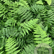 Athyrium f.-f. 'Rotstiel' P9