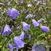 Campanula cochl. 'Jingle Blue' P9
