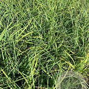 Carex flacca P9