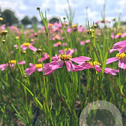 Coreopsis r. 'American Dream' P9