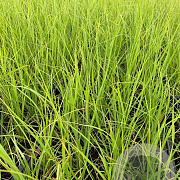 Cortaderia s. 'White Plume' P9