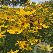 Coreopsis vert. 'Zagreb' P9