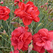 Dianthus (PL) 'David' P9