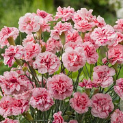 Dianthus (PL) 'Doris' P9