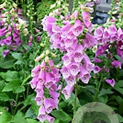 Digitalis purp. 'Dalmatian Rose' P9
