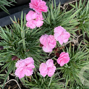 Dianthus plumarius 'Dinetta Soft Pink' P9
