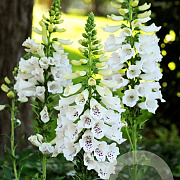 Digitalis purp. 'Dalmatian White' P9