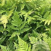 Dryopteris erythrosora P9