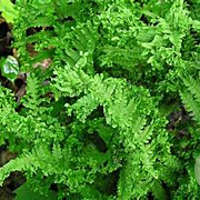 Dryopteris f.-m. 'Cristata' P9