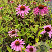 Echinacea p. 'Double-Decker' P9