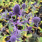 Eryngium pl. 'Blue Hobbit' P9