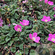 Erodium variabile 'Bishop's Form' P9