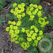 Euphorbia cyp. 'Clarice Howard' P9