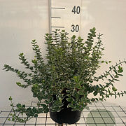 Euonymus fort. 'Emerald Gaiety' GM C5