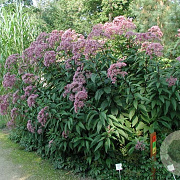Eupatorium mac. 'Atropurpureum' P9