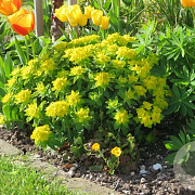 Euphorbia polychroma P9