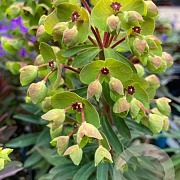 Euphorbia Redwing P9