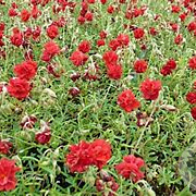 Helianthemum 'Amabile Plenum' P9