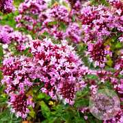 Origanum 'Rosenkuppel' P9