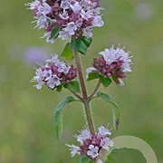 Origanum vulgare P9