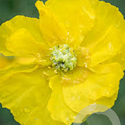 Papaver nud. 'Pop-up Yellow' P9