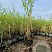 Phragmites australis P9