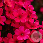 Phlox (P) 'Early Red' P9