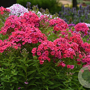 Phlox (P) Ka-Pow Pink P9