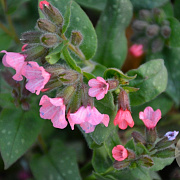 Pulmonaria s. 'Dora Bielefeld' P9