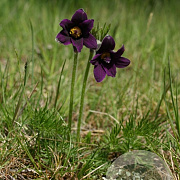 Pulsatilla v. 'Rubra' P9