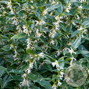 Sarcococca hookeriana humilis GM 2,0L