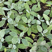 Stachys byzantina 'Silver Carpet' P9