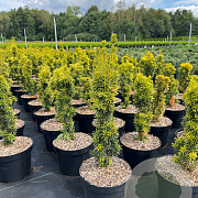 Taxus b. 'David' 40-50 cm 5,0L