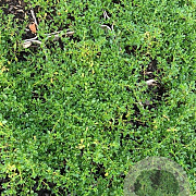 Thymus praecox 'Albiflorus' P9