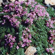 Thymus praecox 'Pseudolanuginosus' P9