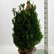 Buxus sempervirens 45-50 cm met kluit bol
