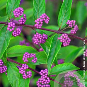 Callicarpa dichotoma 'Issai' 125-150 cm 14L