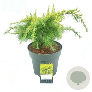 Cedrus deod. 'Lime Glow' 60 cm stam 15L