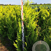 Chamaecyparis l. 'Ivonne' 180-200 cm met kluit extra