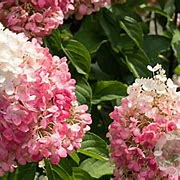 Hydrangea pan. Living Pinky Promise 60-80 cm 14L