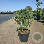 Juniperus comm. 'Greenmantle' 60 cm stam 15L