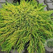 Juniperus comm. 'Lemon Carpet' 50-60 cm 6,5L