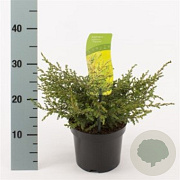 Juniperus comm. 'Repanda' 50-60 cm 6,5L
