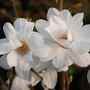 Magnolia loebneri 'Mag's Pirouette' 125-150 cm cont. 55L extra