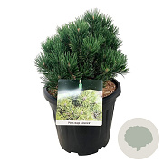 Pinus mugo 'Limerick' 30-40 cm 15L