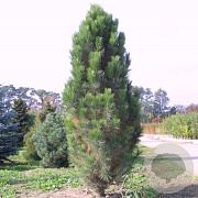 Pinus nigra 'Pyramidalis' 225-250 cm draadkluit solitair